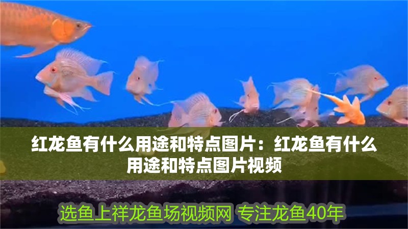 紅龍魚有什么用途和特點圖片：紅龍魚有什么用途和特點圖片視頻