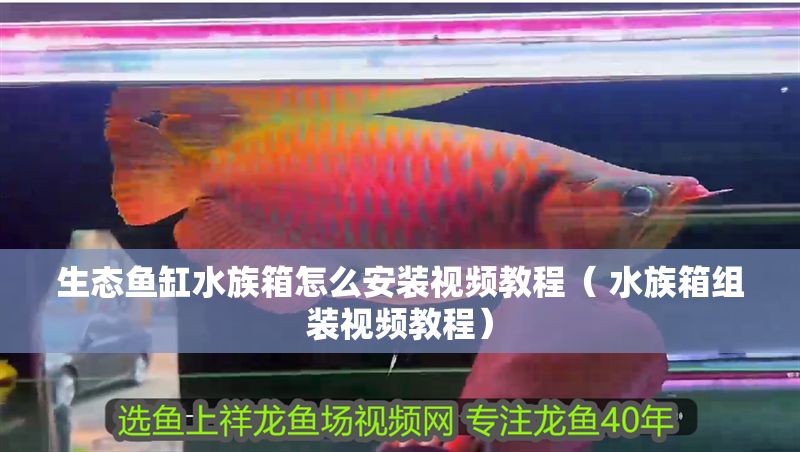 生態(tài)魚缸水族箱怎么安裝視頻教程（ 水族箱組裝視頻教程）