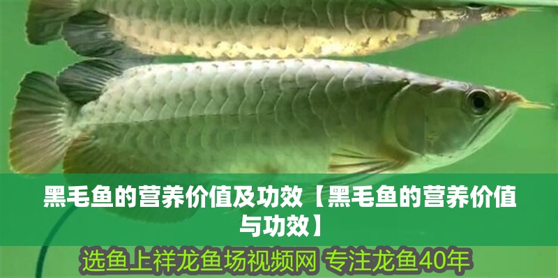 黑毛魚(yú)的營(yíng)養(yǎng)價(jià)值及功效【黑毛魚(yú)的營(yíng)養(yǎng)價(jià)值與功效】