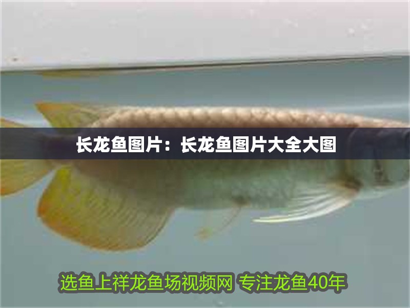 長龍魚圖片：長龍魚圖片大全大圖