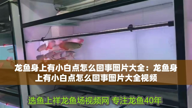 龍魚身上有小白點怎么回事圖片大全：龍魚身上有小白點怎么回事圖片大全視頻