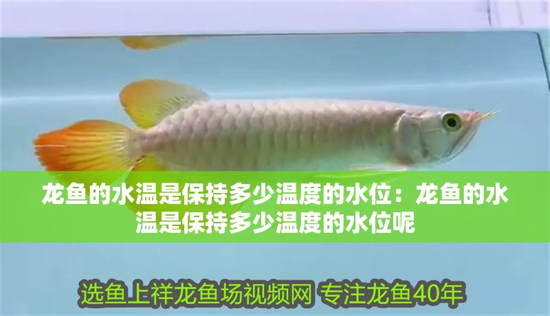龍魚的水溫是保持多少溫度的水位：龍魚的水溫是保持多少溫度的水位呢