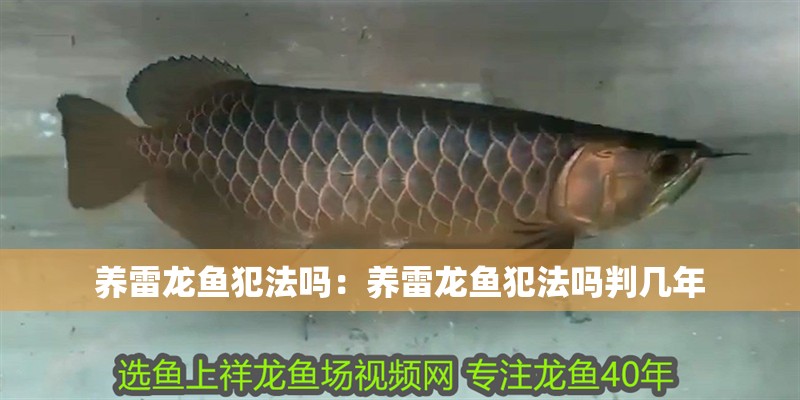 養(yǎng)雷龍魚犯法嗎：養(yǎng)雷龍魚犯法嗎判幾年