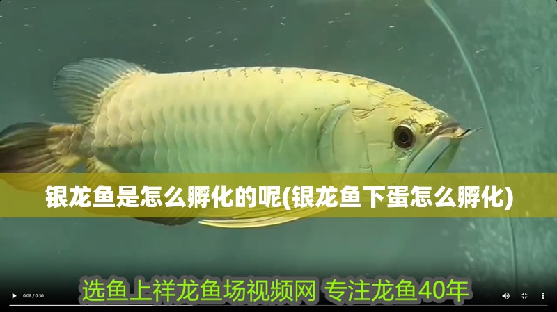 銀龍魚是怎么孵化的呢(銀龍魚下蛋怎么孵化)