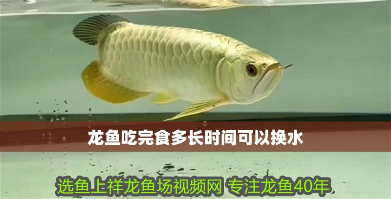 龍魚吃完食多長時間可以換水