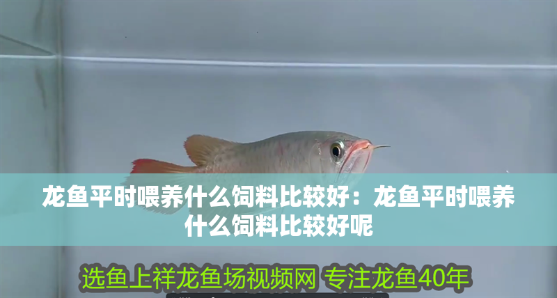 龍魚平時喂養什么飼料比較好：龍魚平時喂養什么飼料比較好呢