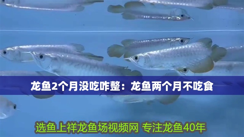 龍魚2個月沒吃咋整：龍魚兩個月不吃食
