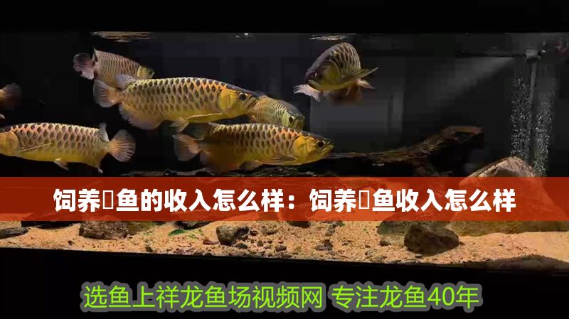 飼養魟魚的收入怎么樣：飼養魟魚收入怎么樣