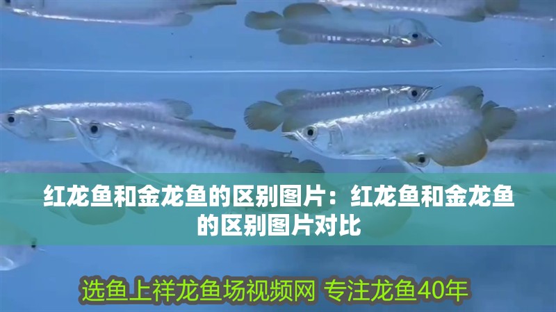 紅龍魚和金龍魚的區別圖片：紅龍魚和金龍魚的區別圖片對比 紅龍魚和金龍魚的區別圖片：紅龍魚和金龍魚的區別圖片對比 水族問答