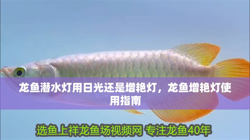 龍魚潛水燈用日光還是增艷燈，龍魚增艷燈使用指南