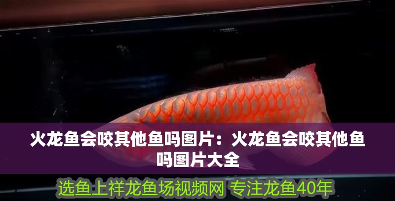 火龍魚會咬其他魚嗎圖片：火龍魚會咬其他魚嗎圖片大全