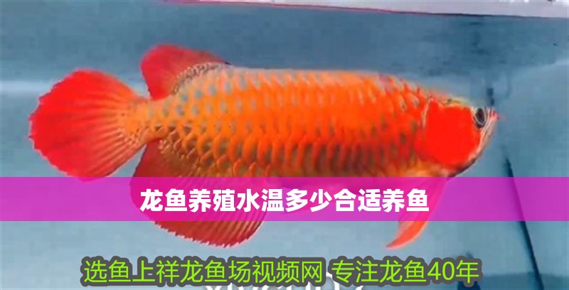 龍魚養殖水溫多少合適養魚