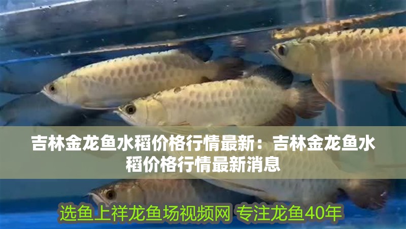 <strong><mark>吉林</mark></strong>金龍魚水稻價格行情最新：<strong><mark>吉林</mark></strong>金龍魚水稻價格行情最新消息