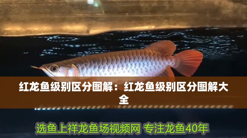 紅龍魚級別區(qū)分圖解：紅龍魚級別區(qū)分圖解大全