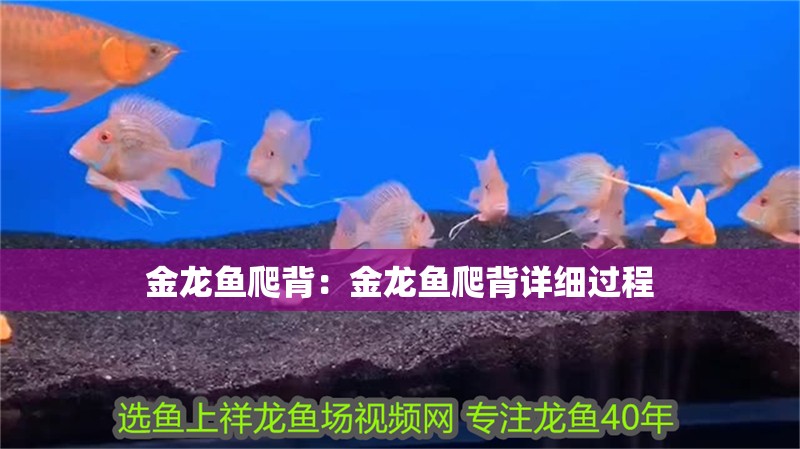 金龍魚爬背：金龍魚爬背詳細過程