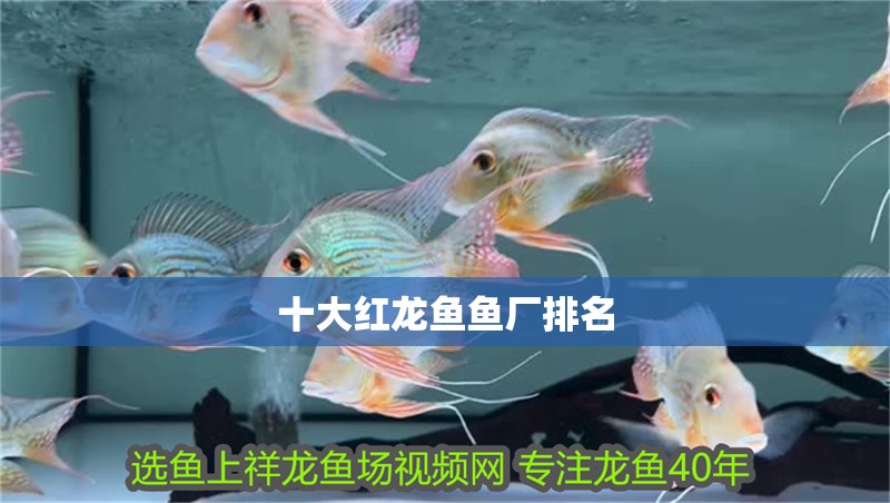 十大紅龍魚魚廠排名