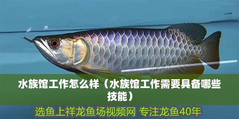 水族館工作怎么樣（水族館工作需要具備哪些技能）