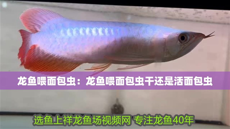 龍魚喂面包蟲：龍魚喂面包蟲干還是活面包蟲