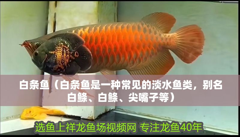 白條魚（白條魚是一種常見的淡水魚類，別名白鰷、白鰷、尖嘴子等）