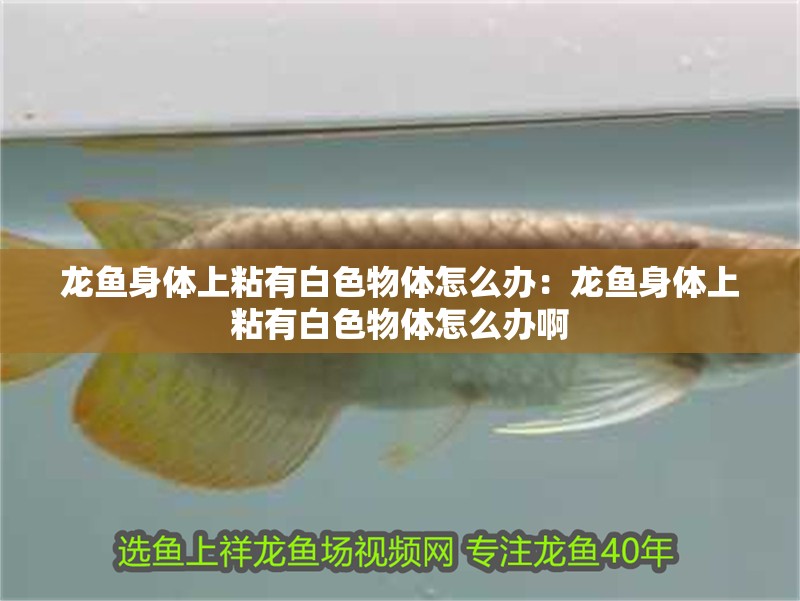 龍魚(yú)身體上粘有白色物體怎么辦：龍魚(yú)身體上粘有白色物體怎么辦啊