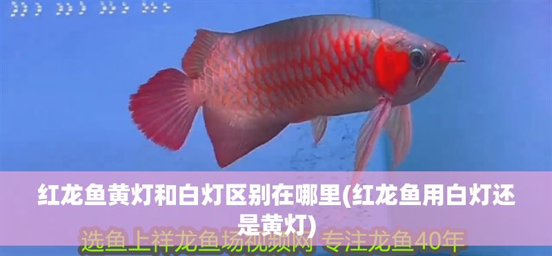 紅龍魚黃燈和白燈區別在哪里(紅龍魚用白燈還是黃燈)