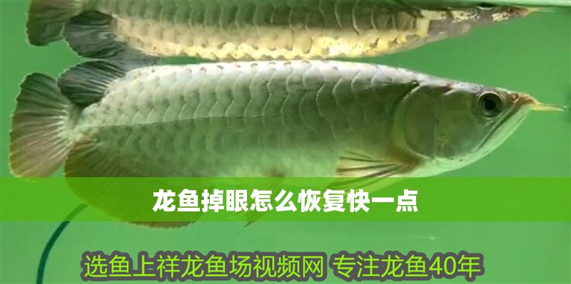 龍魚掉眼怎么恢復(fù)快一點(diǎn)
