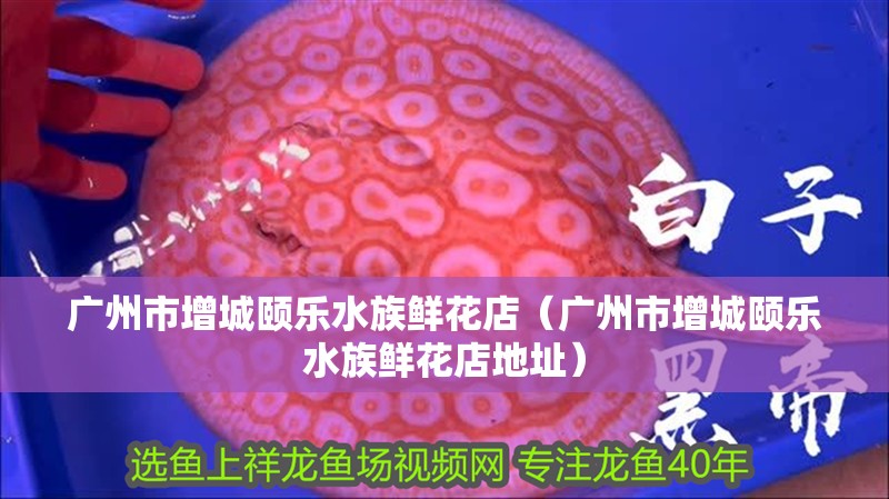 廣州市增城頤樂水族鮮花店（廣州市增城頤樂水族鮮花店地址）