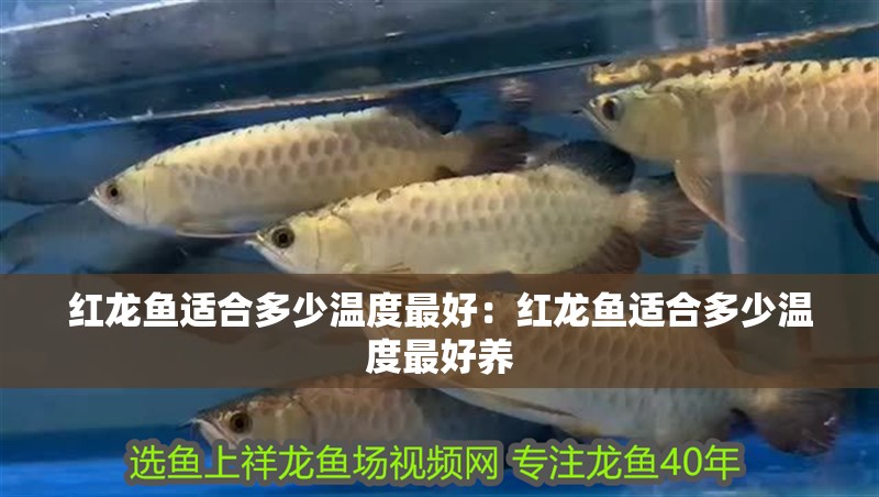 紅龍魚適合多少溫度最好：紅龍魚適合多少溫度最好養