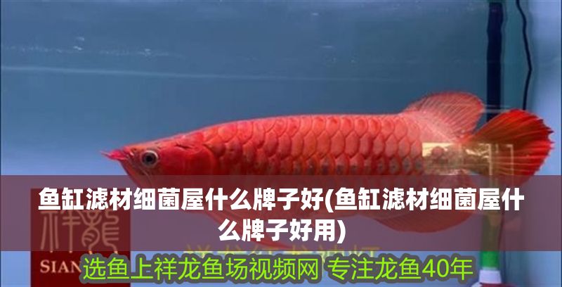 魚缸濾材細菌屋什么牌子好(魚缸濾材細菌屋什么牌子好用)