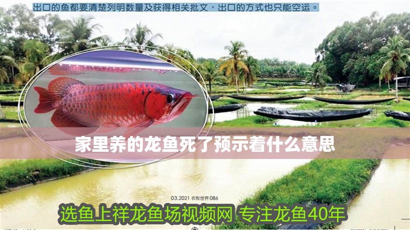 家里養的龍魚死了預示著什么意思