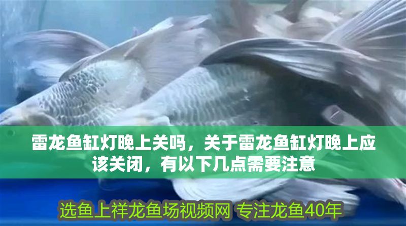 雷龍魚缸燈晚上關嗎，關于雷龍魚缸燈晚上應該關閉，有以下幾點需要注意