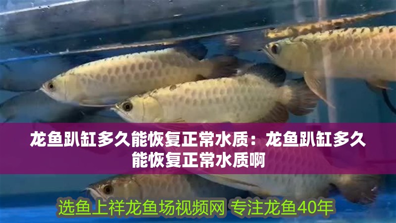 龍魚趴缸多久能恢復正常水質：龍魚趴缸多久能恢復正常水質啊