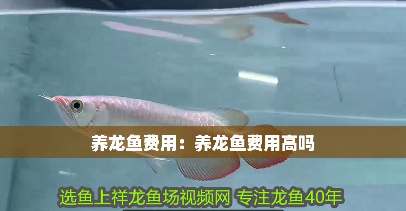 養(yǎng)龍魚費(fèi)用：養(yǎng)龍魚費(fèi)用高嗎