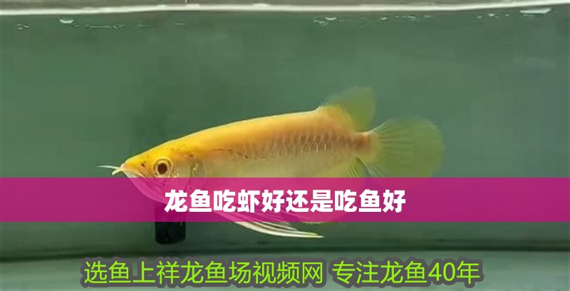 龍魚(yú)吃蝦好還是吃魚(yú)好