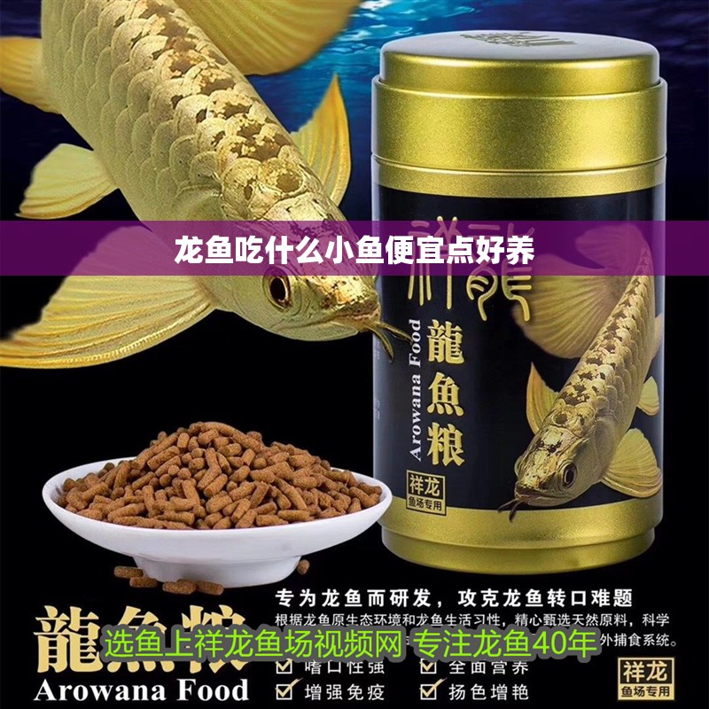 龍魚吃什么小魚便宜點(diǎn)好養(yǎng)