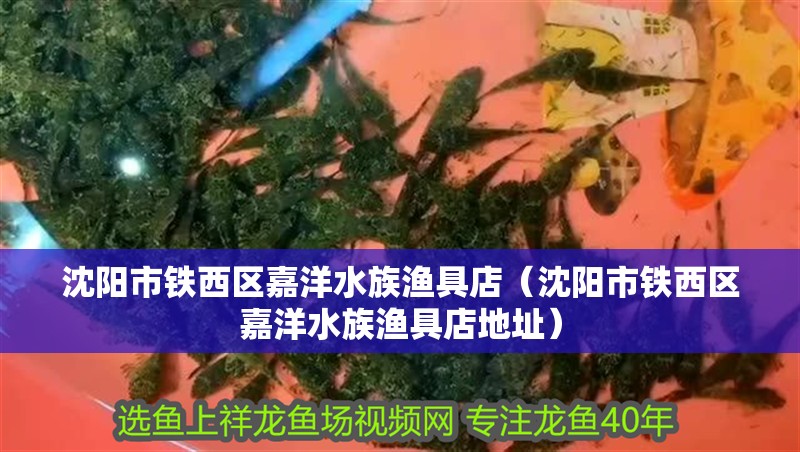 沈陽市鐵西區嘉洋水族漁具店（沈陽市鐵西區嘉洋水族漁具店地址）