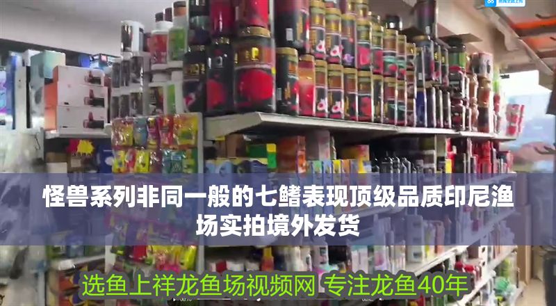 怪獸系列非同一般的七鰭表現頂級品質印尼漁場實拍境外發貨