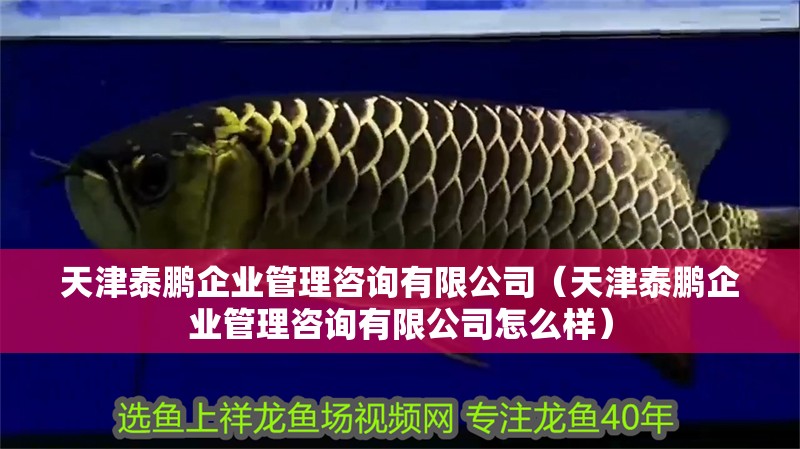 天津泰鵬企業(yè)管理咨詢有限公司（天津泰鵬企業(yè)管理咨詢有限公司怎么樣）