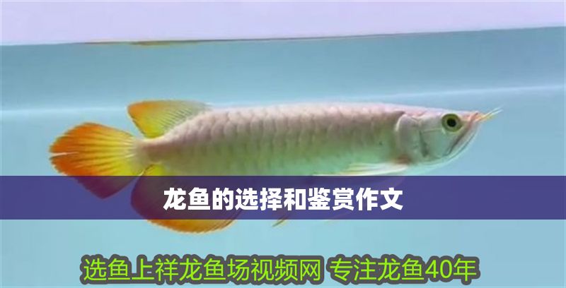龍魚的選擇和鑒賞作文