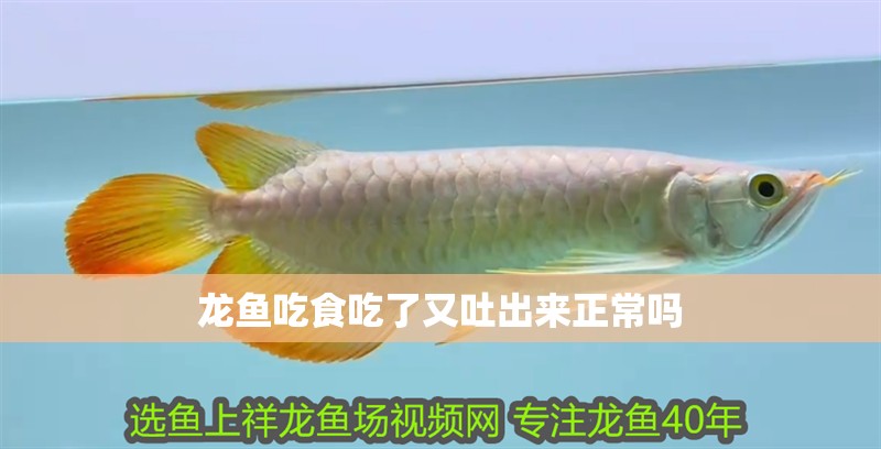 龍魚吃食吃了又吐出來(lái)正常嗎