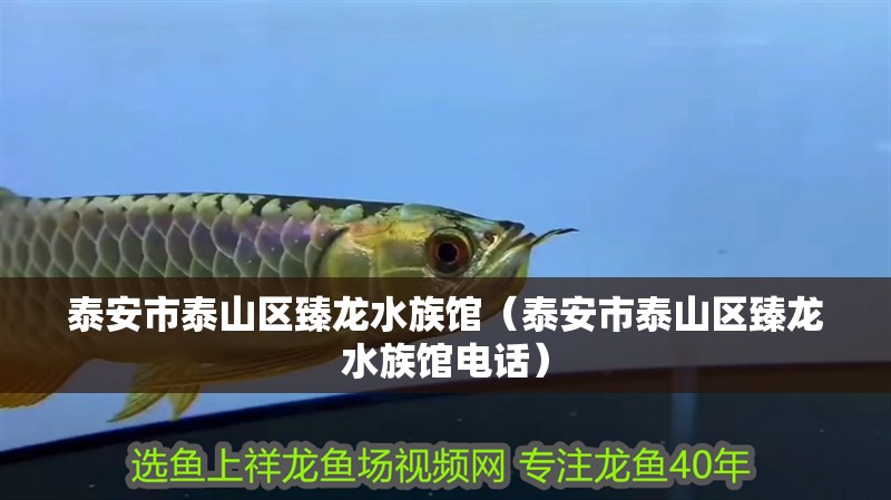 泰安市泰山區(qū)臻龍水族館（泰安市泰山區(qū)臻龍水族館電話）
