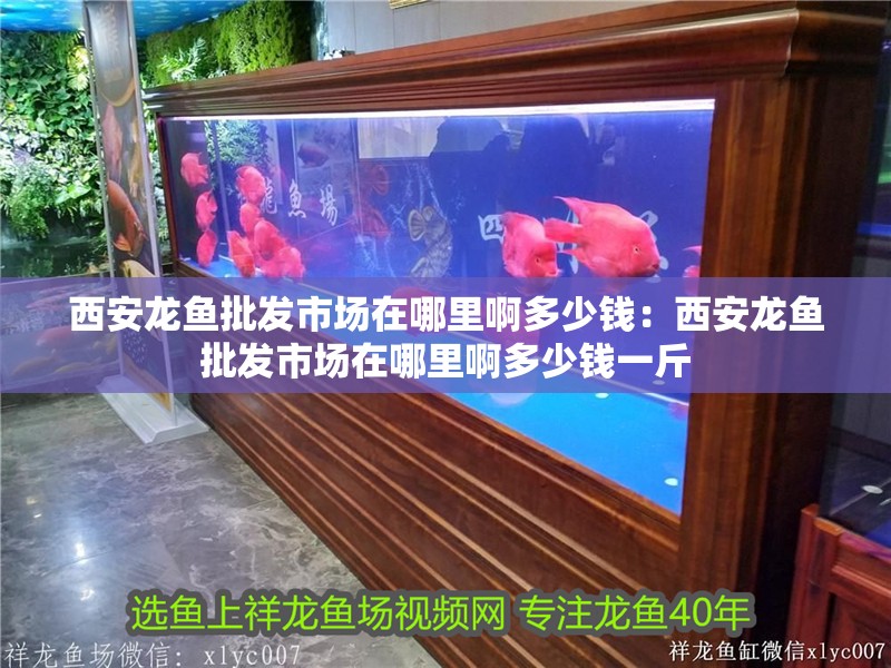 西安龍魚批發市場在哪里啊多少錢：西安龍魚批發市場在哪里啊多少錢一斤