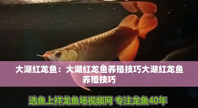 大湖紅龍魚：大湖紅龍魚養殖技巧大湖紅龍魚養殖技巧