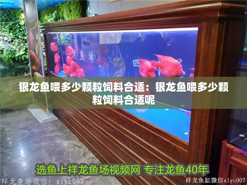 銀龍魚喂多少顆粒飼料合適：銀龍魚喂多少顆粒飼料合適呢