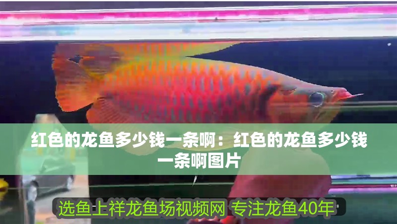 紅色的龍魚多少錢一條?。杭t色的龍魚多少錢一條啊圖片