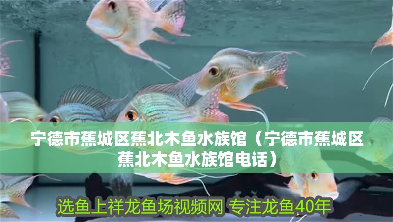 寧德市蕉城區蕉北木魚水族館（寧德市蕉城區蕉北木魚水族館電話）