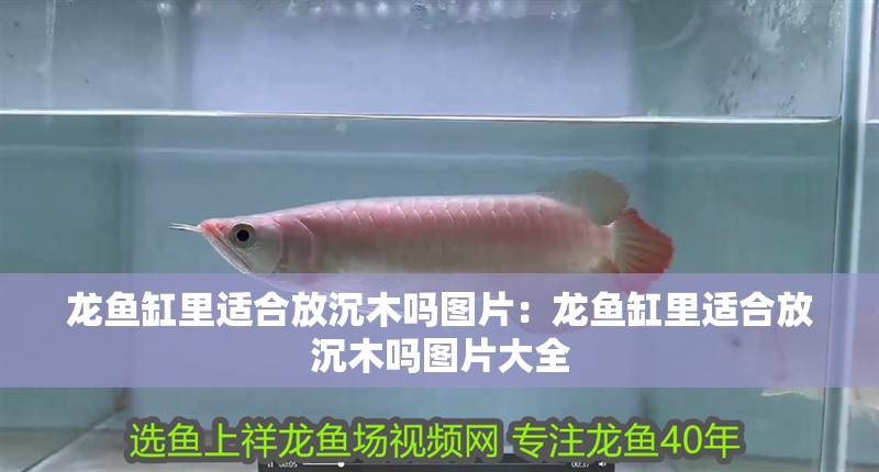 龍魚缸里適合放沉木嗎圖片：龍魚缸里適合放沉木嗎圖片大全