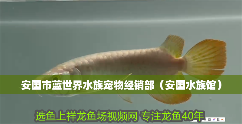 安國市藍世界水族寵物經銷部（安國水族館）