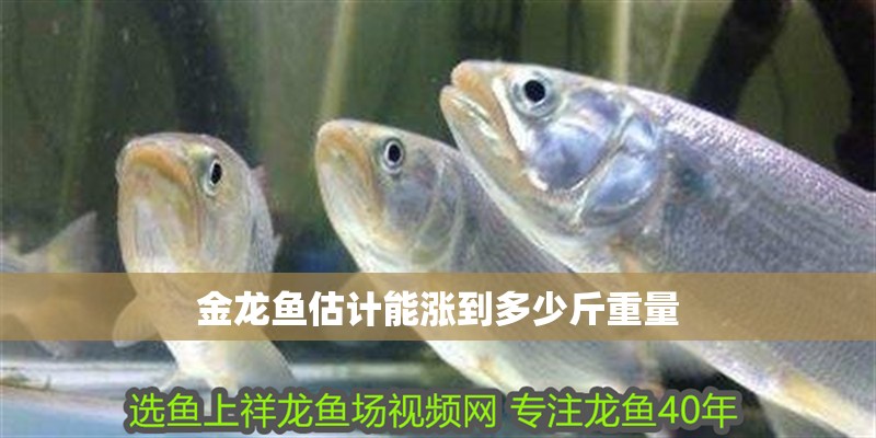 金龍魚估計能漲到多少斤重量