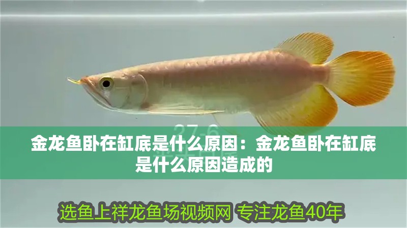 金龍魚臥在缸底是什么原因：金龍魚臥在缸底是什么原因造成的